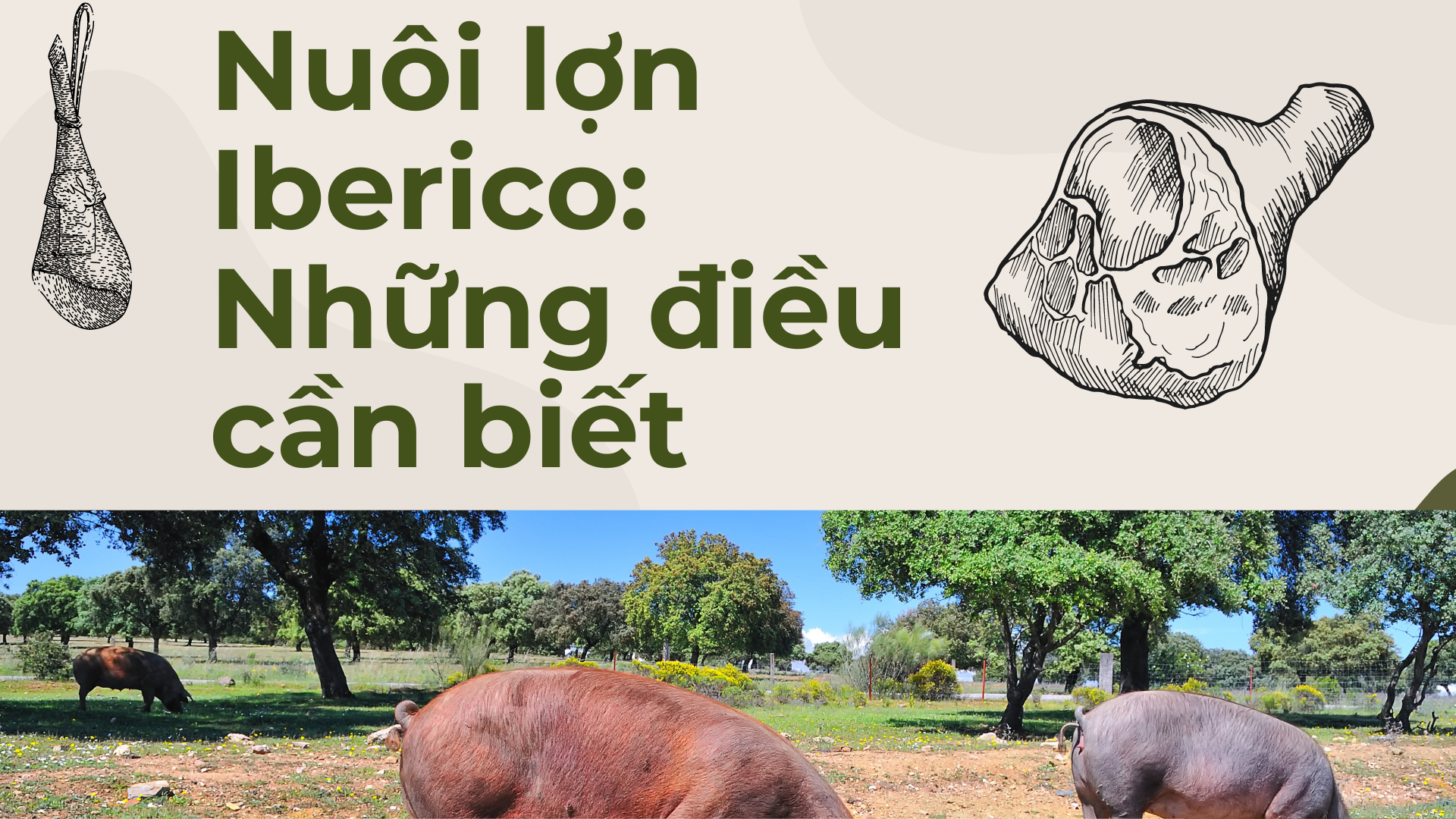 Nuôi lợn iberico: Những điều cần biết